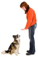 a woman training a pet dog