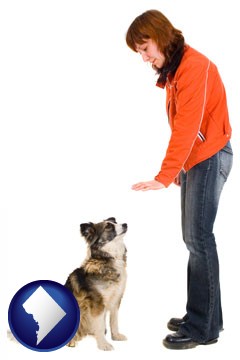 a woman training a pet dog - with Washington, DC icon